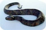  19 2 Moccasin Cottonmouth Snake S2